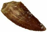 Serrated Raptor Tooth - Real Dinosaur Tooth #300890-1